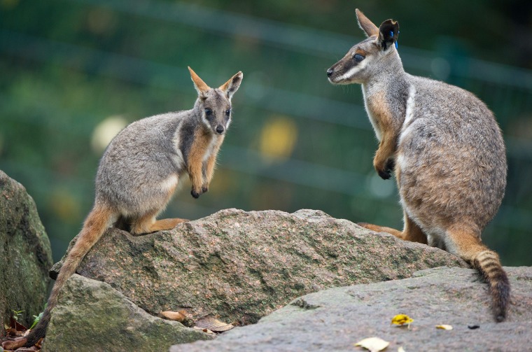 Image: Kangaroo offspring at Berlin zoo