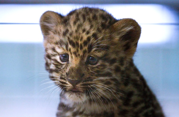 Image: An unnamed Amur leopard baby is seen in the Tete-d'Or zoo during a press presentation in Lyon