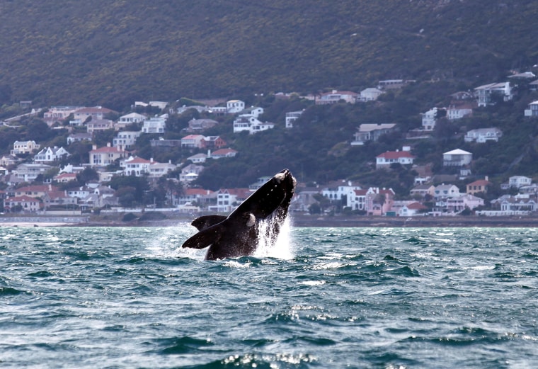 Image: SAFRICA-ANIMAL-WHALE