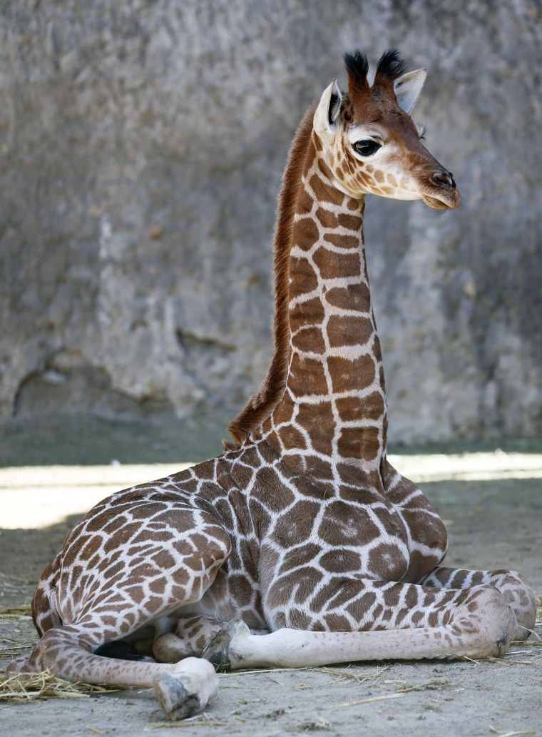 Image: Giraffe calf