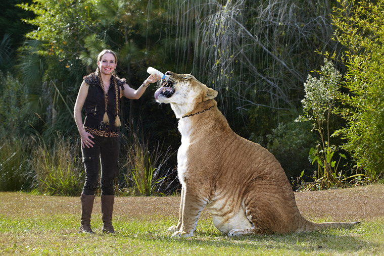 Image: Guinness 2014 - Hercules - Largest Living Cat