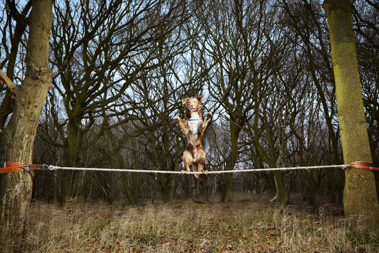 Image: Guinness 2014 - Ozzy - Fastest Crossing Of A Tightrope By A Dog