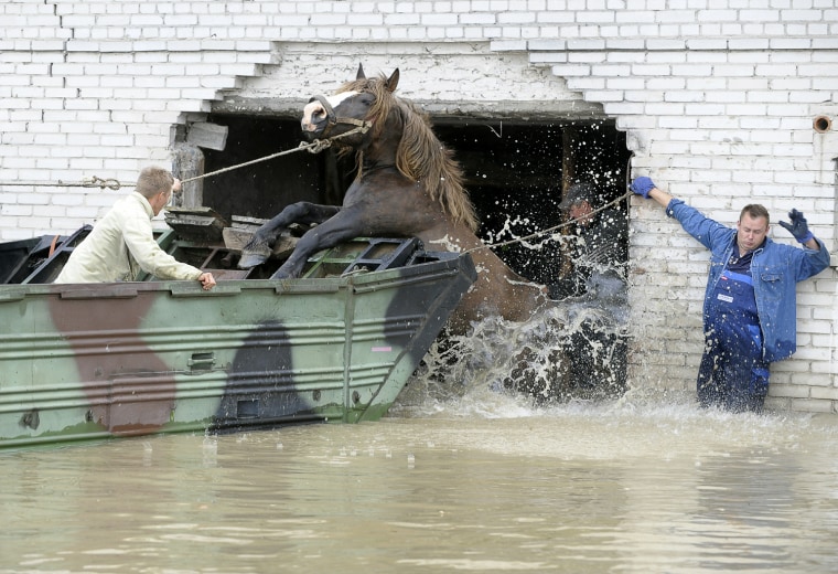 Image: Farmers help a horse to jump into an amp
