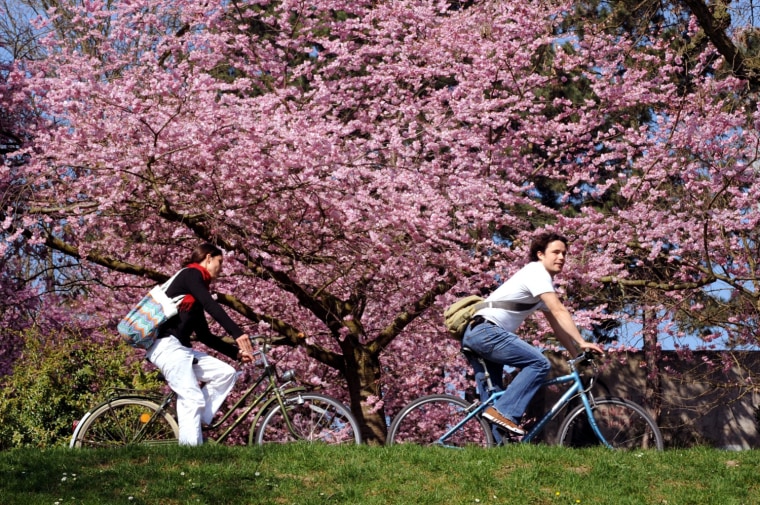 Springtime Bliss Springtime bliss