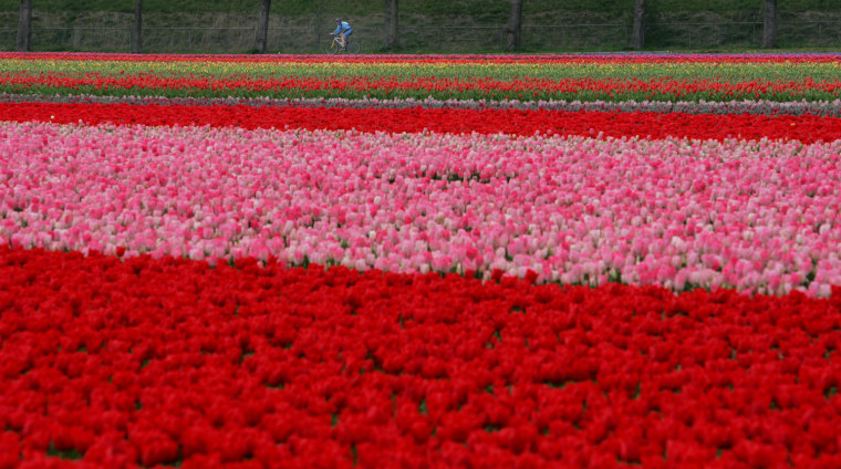 A cyclist pedals along rows of tulips near the village of Kaag, some 25 kilometers from Amsterdam, Netherlands, Tuesday April 10, 2007. The first tulips are starting to colour the Dutch landscape in the heartlands of the Dutch bulb growing district. (AP Photo/Peter Dejong)