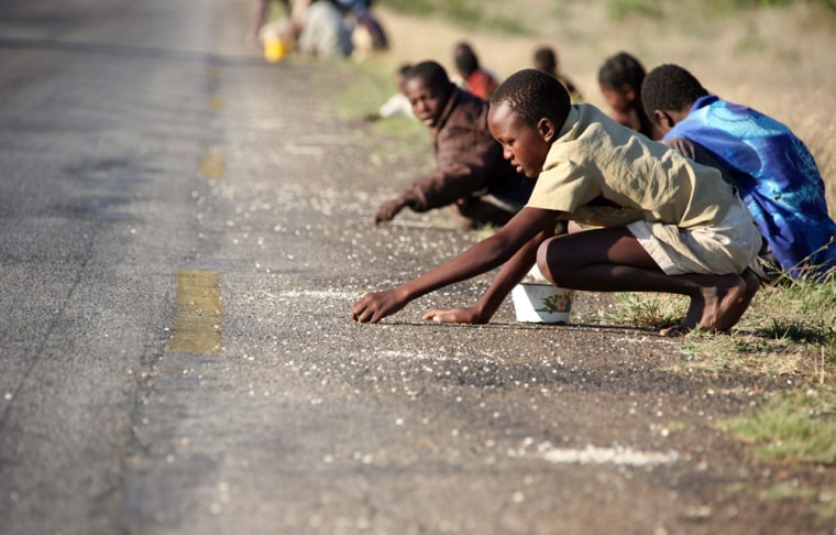 Children and their parents pick up single corn kernels spilled on the road side by trucks ferrying maize corn imported from South Africa in Masvingo, south of Harare, Sunday, Dec. 14, 2008. According to a United Nations forecast, a full scale humanitarian emergency is needed in Zimbabwe by January 2009 with more than 5 million people, about half the population needing food aid by the beginning of the year.  (AP Photo/Tsvangirayi Mukwazhi)