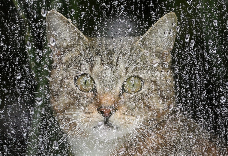 Кошка под дождем хемингуэй