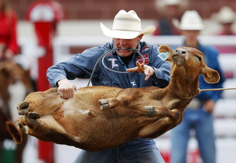 Image: Tuf Cooper throws down a calf in the tie-down roping event during the 101st Calgary Stampede rodeo in Calgary