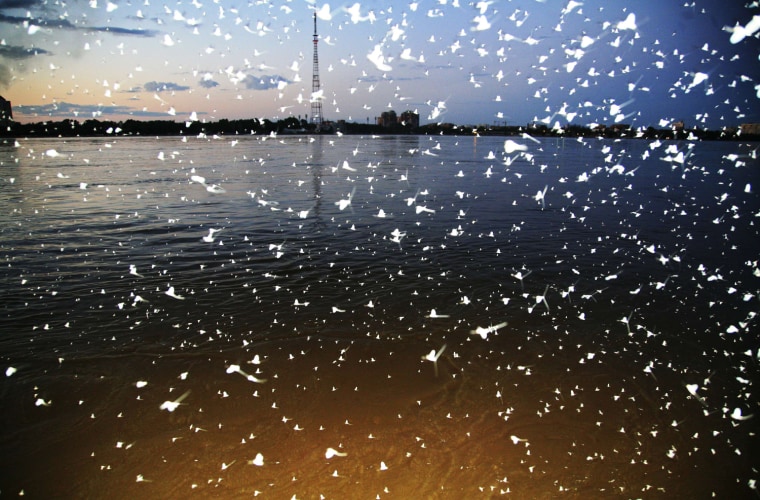 Image: Mayflies are pictured above a river at dusk in Heihe