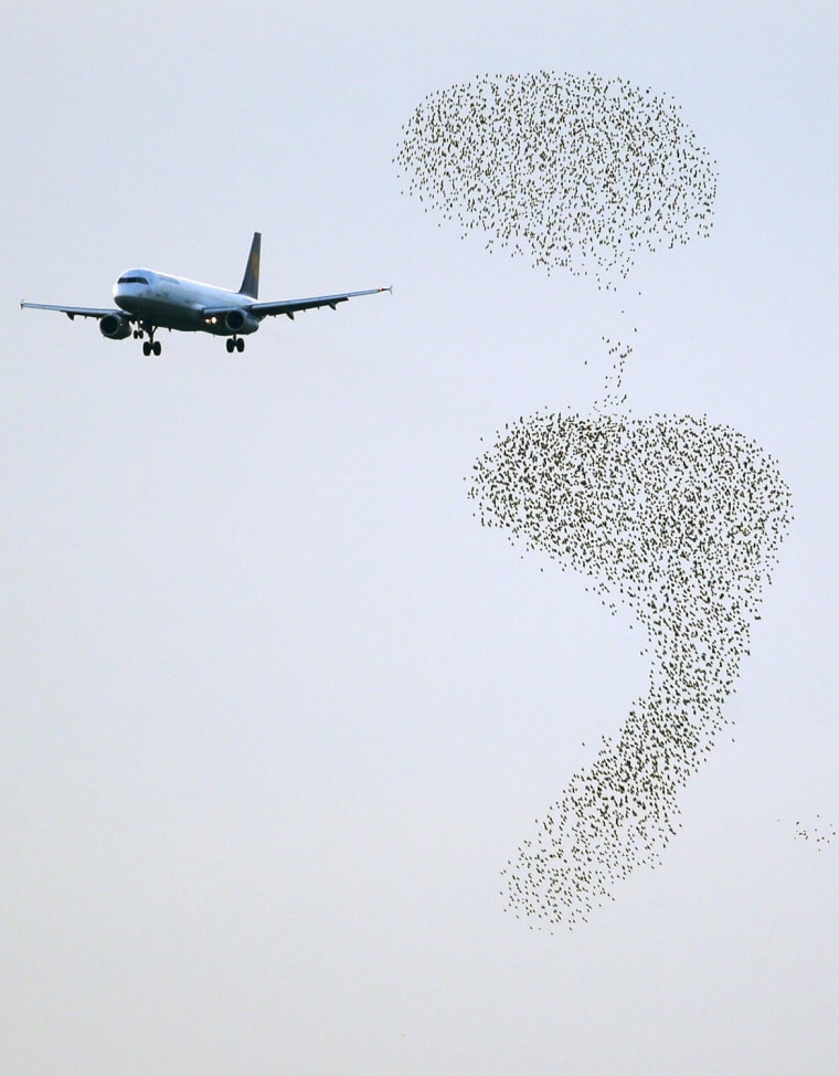 Image: A plane approaches to land as starlings fly at Fiumicino international airport in Rome