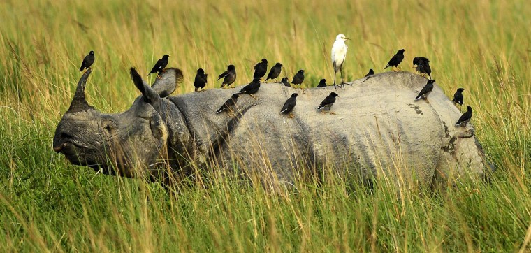 Image: Kaziranga National Park reopens for visitors