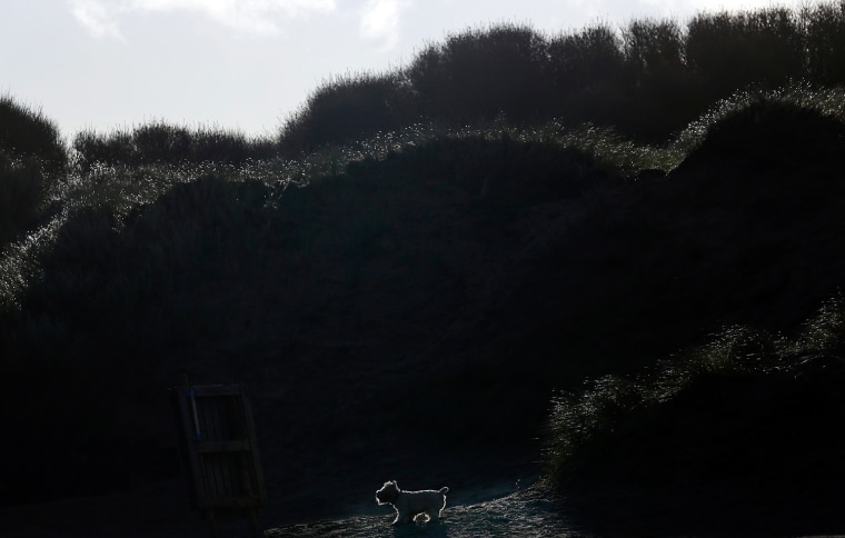 Image: A West Highland Terrier walks through the sand dunes on Portstewart Strand as strong winds continue to hit the coastline in Northern Ireland