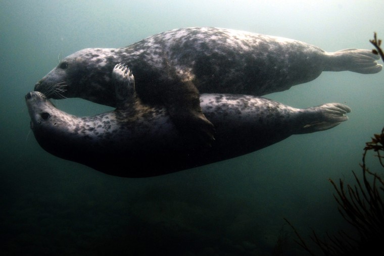 Image: Grey seals play underwater by the Farne Islands off the Northumberland coast