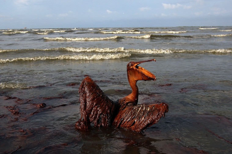 Image: Gulf Oil Spill Spreads, Damaging Economies, Nature, And Way Of Life