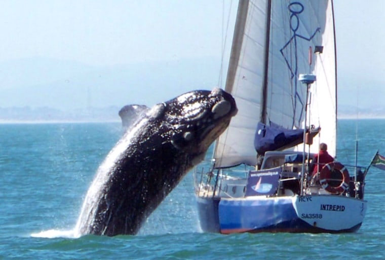 Image: Whale Jumps on Boat