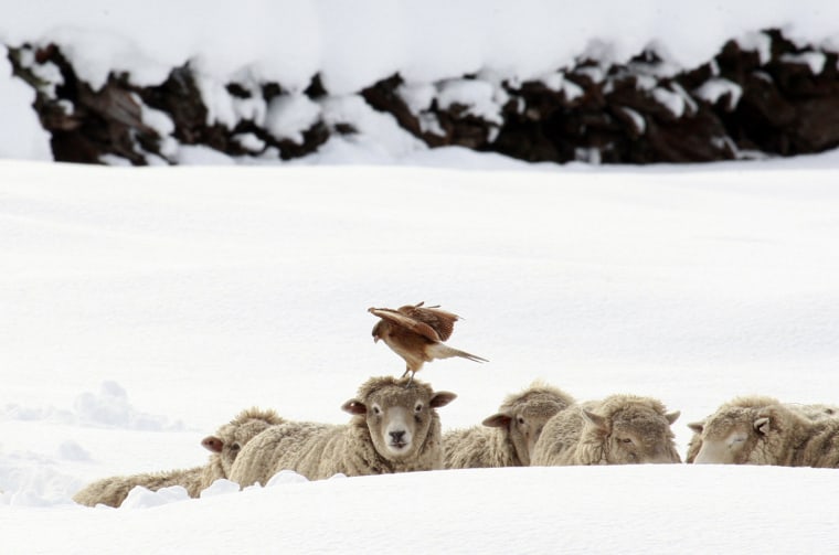Image: A bird rests on the head of a sheep after a heavy snowfall at Balmaceda town