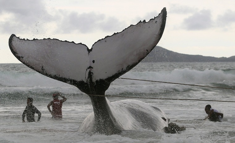Image: Rescue workers try to push a humpback whale that had became stranded back out to sea at Geriba beach in Buzios