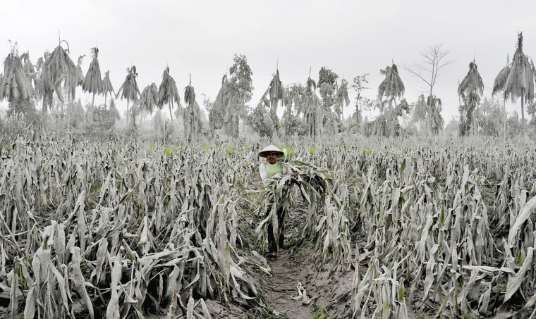 Image: A farmer walks through his corn field covered in volcanic ash from Mount Merapi's eruption