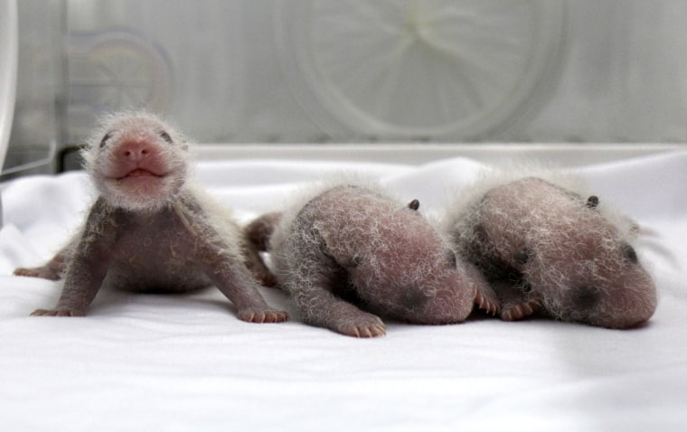 Image: Newborn giant panda triplets are seen inside an incubator at the Chimelong Safari Park in Guangzhou