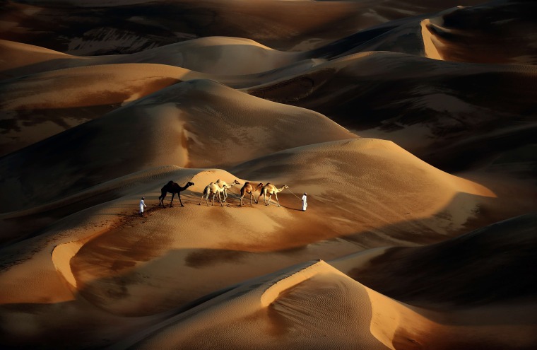 Image: TOPSHOTS-UAE-CAMEL-DESERT-NATURE-TOURISM