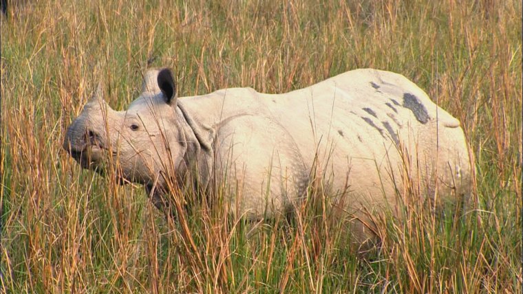 One Horned Rhino from Assam, India | We saw this tough guy a… | Flickr