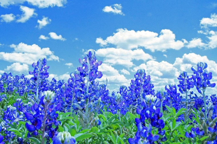 Bluebonnets in March in Sweetwater, Texas