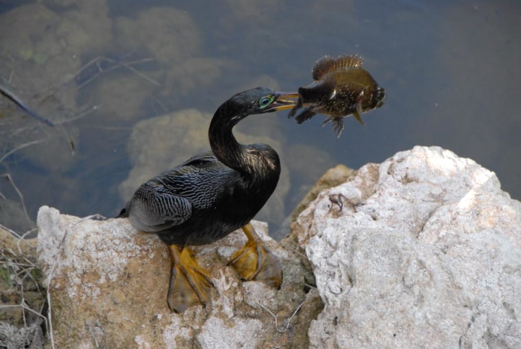This is a male Anhinga spearing a sunfish along Turner River in Everglades National Park, South Florida