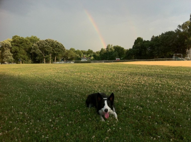 Our dog Katie sitting on the field with the rainbow in the background.
