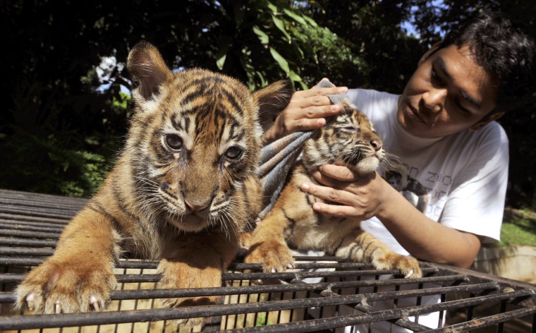 Two-month old Sumatran tigers born in captivity at Jakarta's Ragunan Zoo are attended to by a caretaker on Friday.