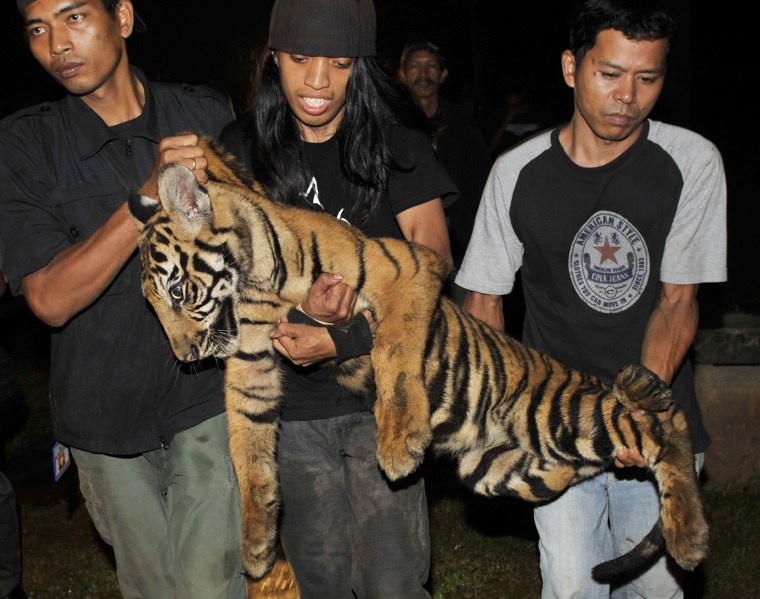 Besides being threatened by poachers, tigers are sometimes taken from the wild as pets. Here Indonesian wildlife personnel carry a sedated tiger after a raid Feb. 20 on the Jakarta estate of a businessman accused of illegally holding four tigers. 