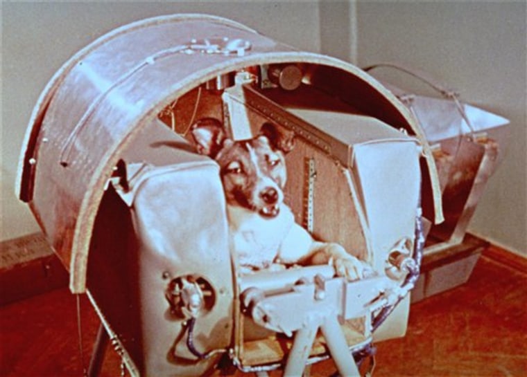 Russia Space Dog