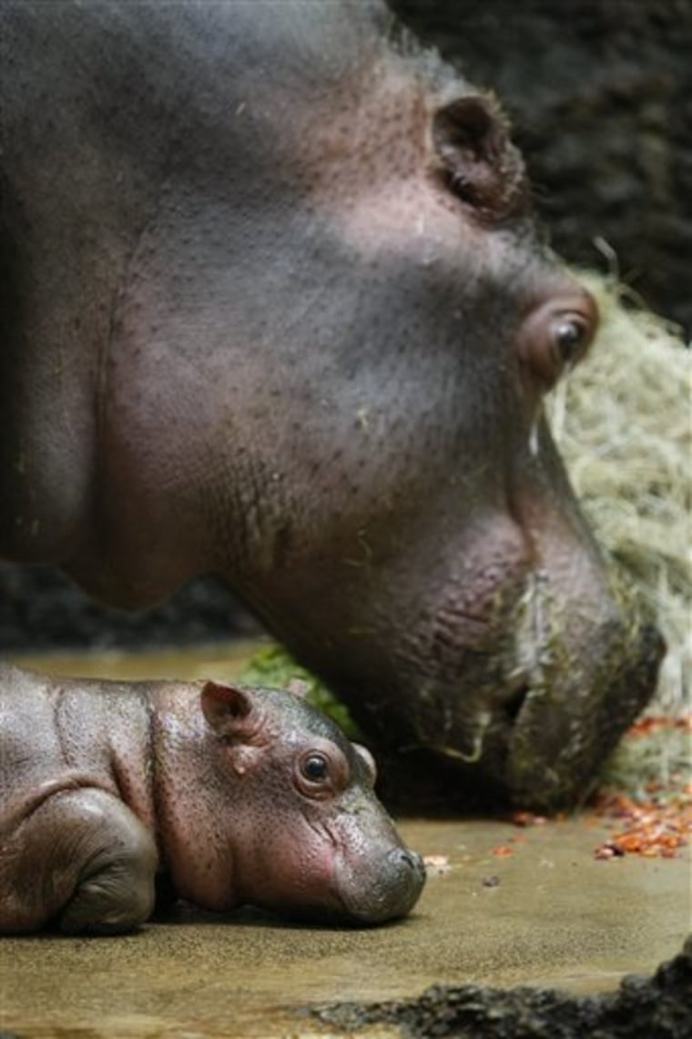 Basel Zoo said hippo Farasi, who was born in November and has since become one of its star attractions, will stay in the zoo until a place is found for him elsewhere.