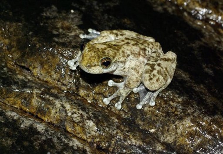 Australia Rare Frog Found
