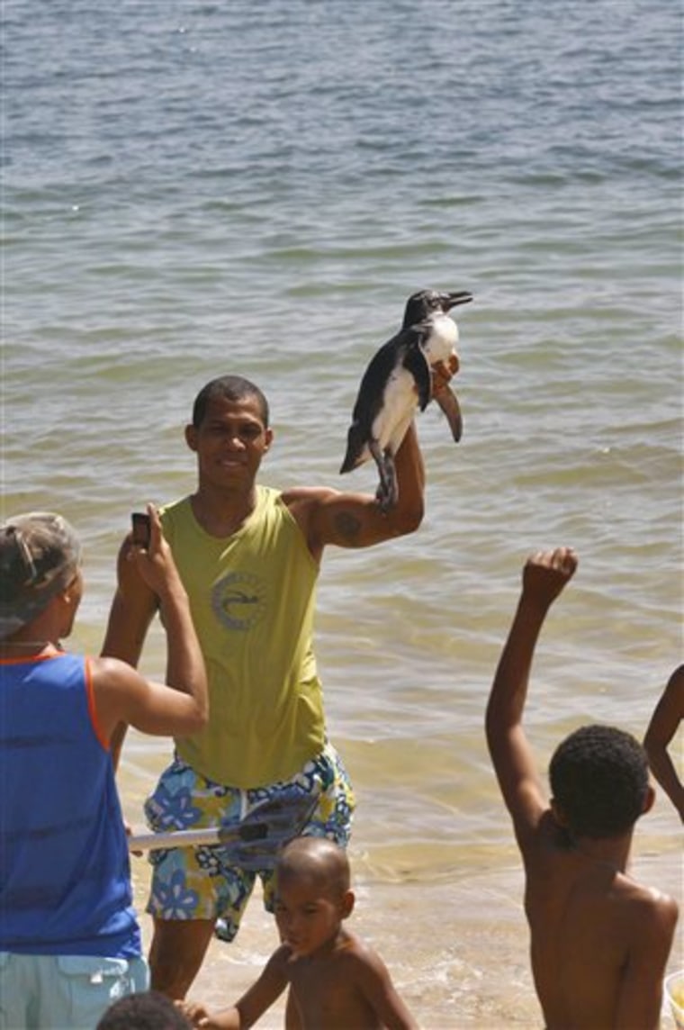 Penguins wash up closer to equator in Brazil
