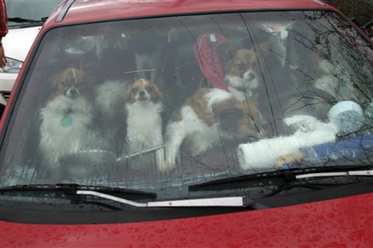 Dogs In Car