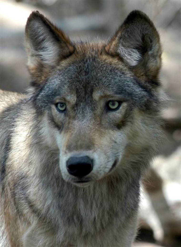 Gray Wolf Endangered