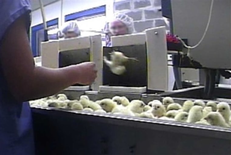 Egg Hatchery Investigation