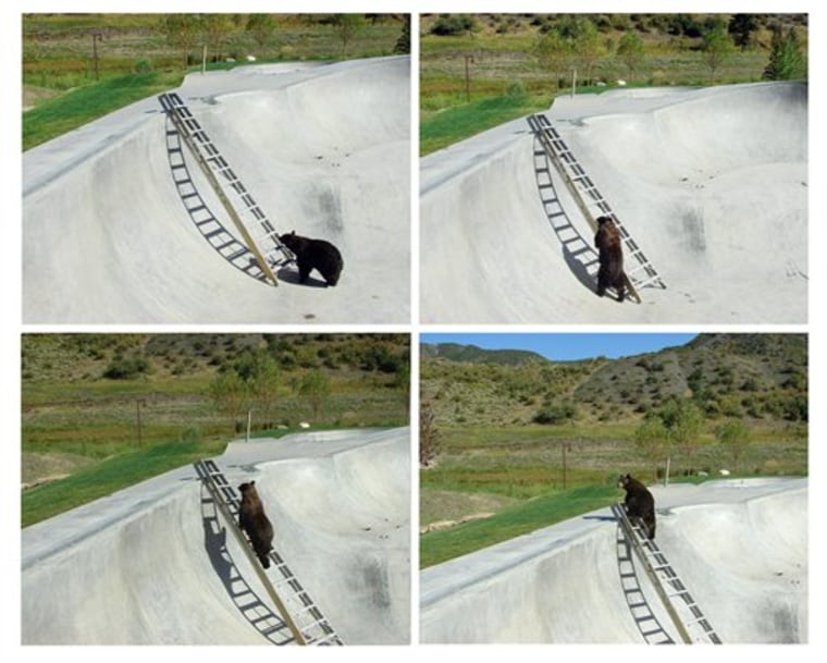 Bear in Skate Park