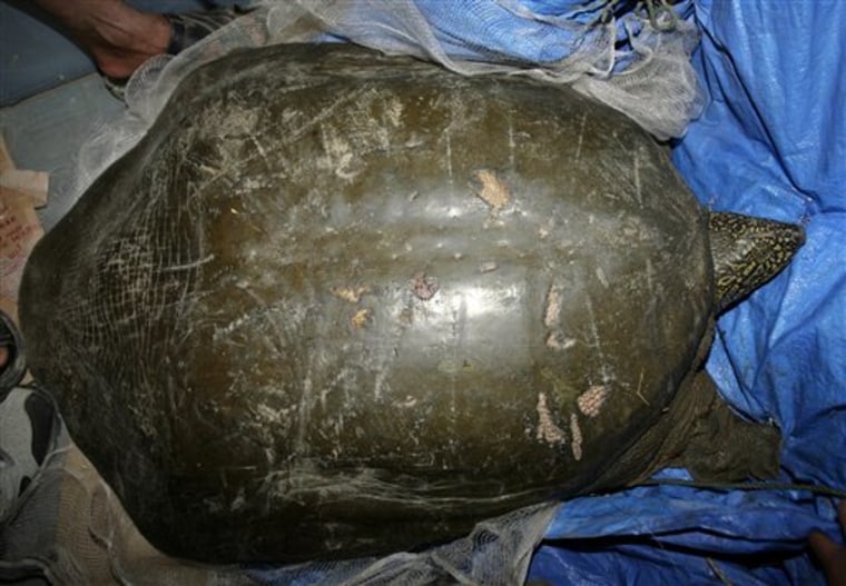 Vietnam Giant Turtle