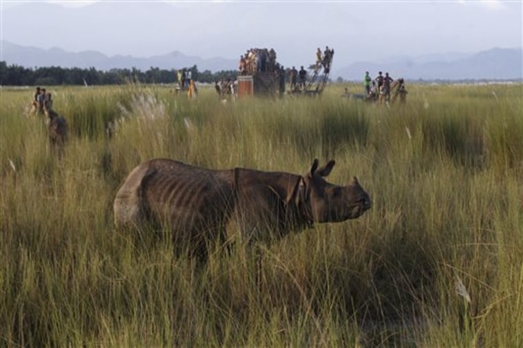 India Escaped Rhino