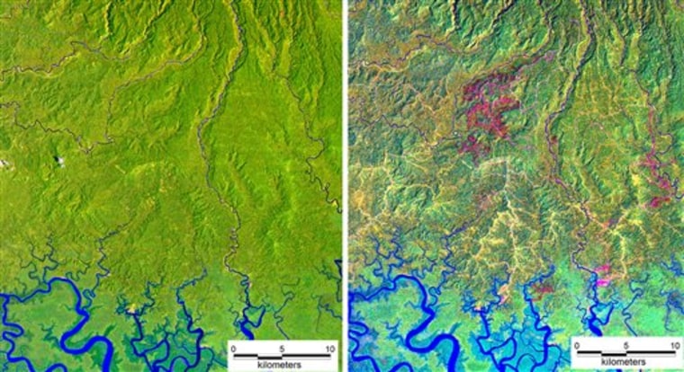 Papua New Guinea Rainforests