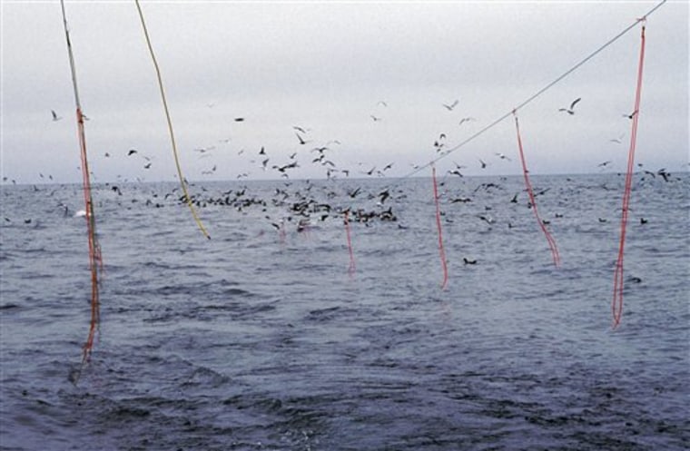 Hooked Albatross