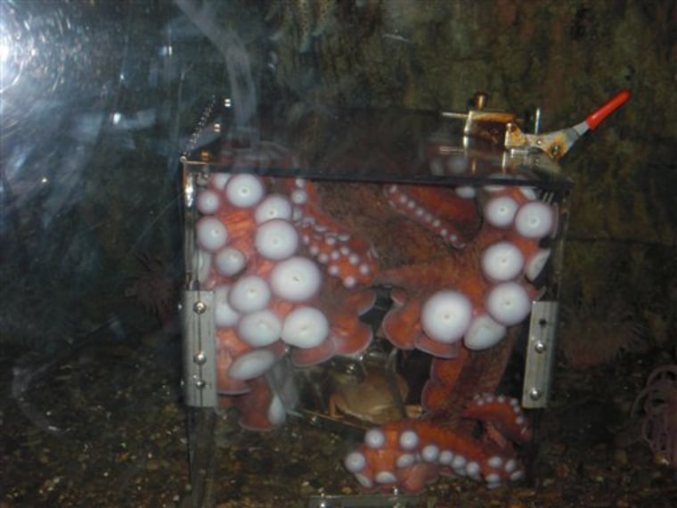 Octopus in a Box