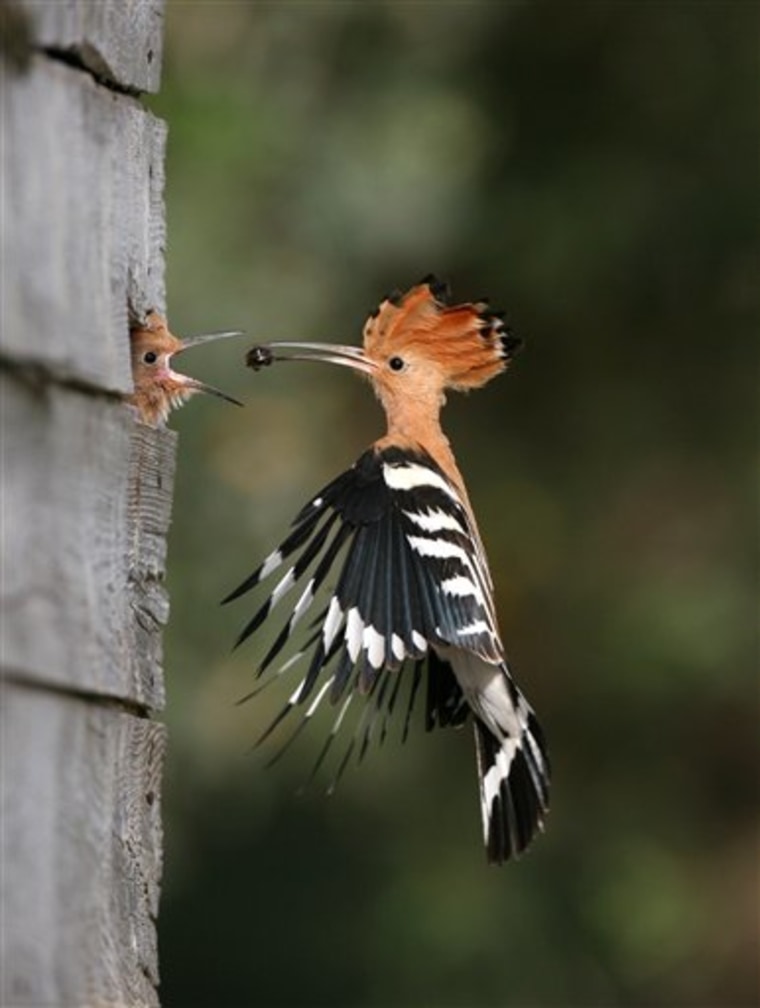 MIDEAST ISRAEL NATIONAL BIRD