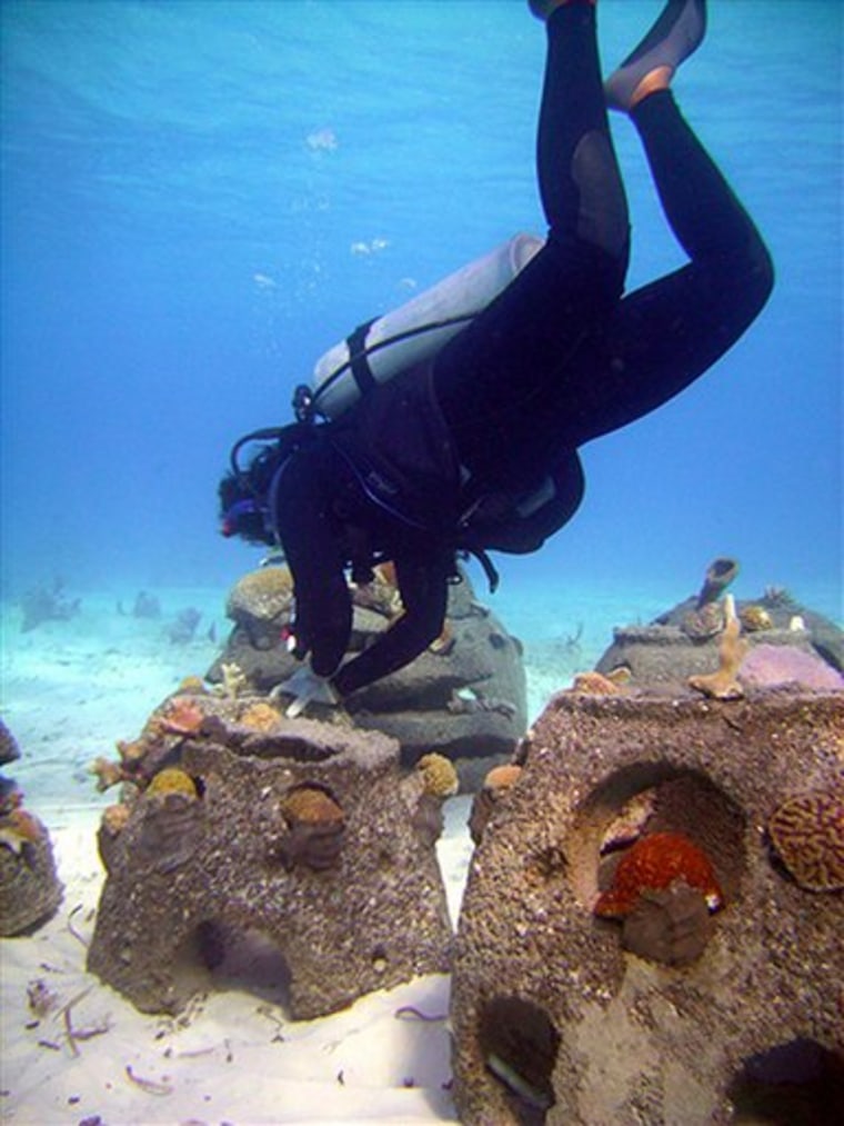 Saving Caribbean corals with concrete