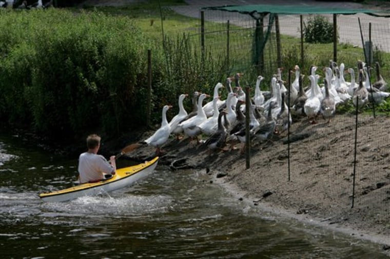 NETHERLANDS GOOSE WHISPERER