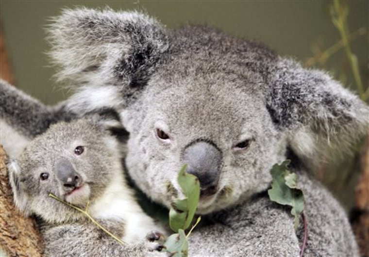 Australia Koala Threat