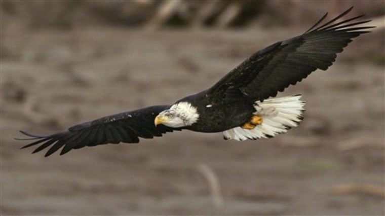 Eagle's Comeback