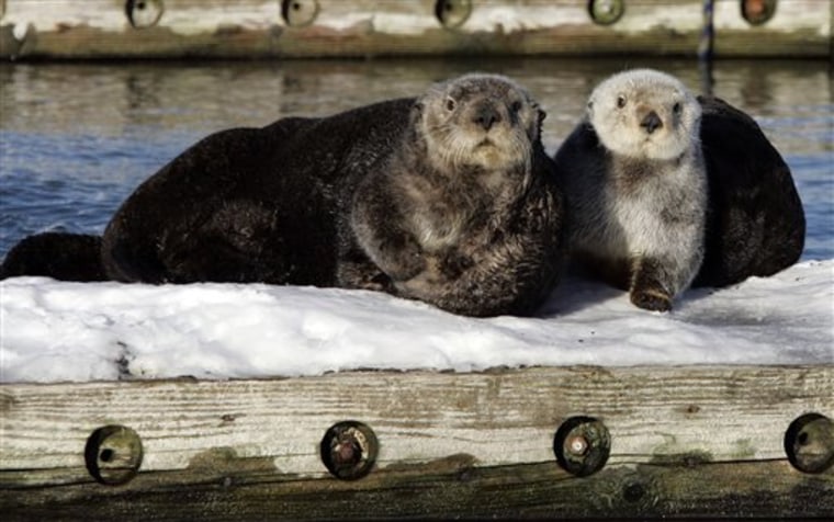 Southwest Alaska sea otters get habitat help
