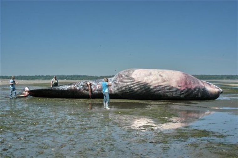 BEACHED WHALE
